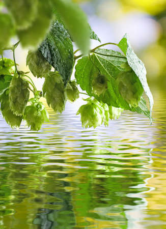 image of hop over the water close upの写真素材