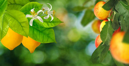 image of lemon and apples in the garden close-upの写真素材