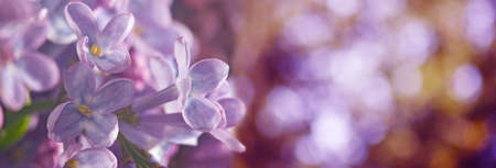 image of beautiful flowers close-upの写真素材