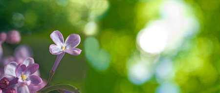image of beautiful flowers close-upの写真素材