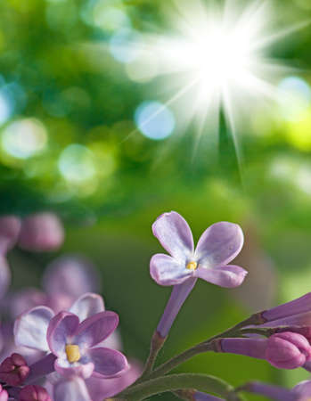 image of beautiful flowers close-up