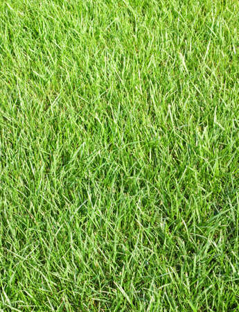 image of a grass in the garden closeupの写真素材
