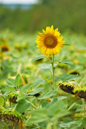 image of sunflowers in the field closeupの写真素材