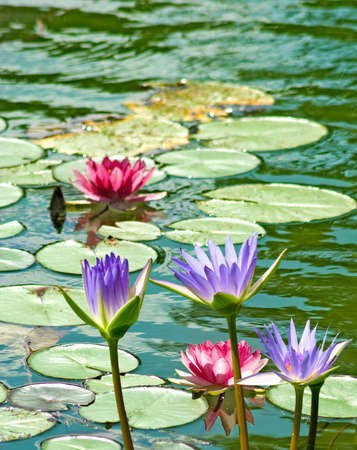 image of  lotus flower on the waterの写真素材