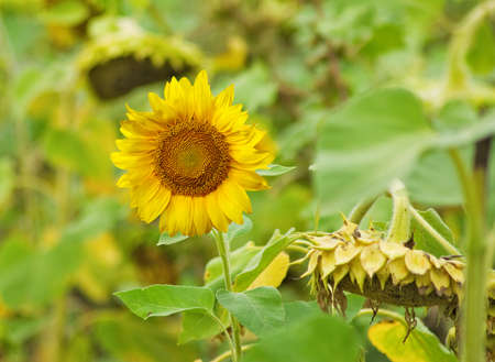 image of sunflowers in the field closeupの写真素材