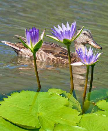 image of two chicks in the water closeupの写真素材