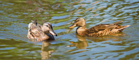 image of two chicks in the water closeupの写真素材