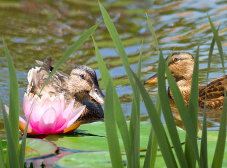 image of two chicks in the water closeupの写真素材