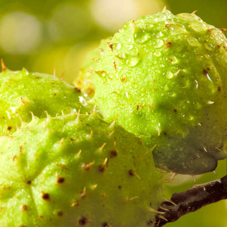 image of a chestnut close upの写真素材