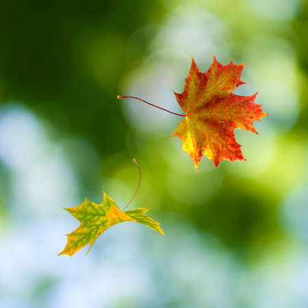image of dry autumn leaves close upの写真素材