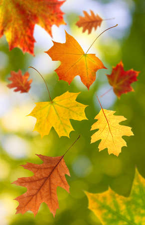 image of dry autumn leaves close upの写真素材