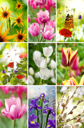 beautiful flowers close upの写真素材