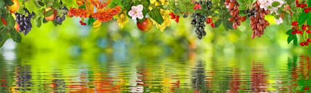 image of different fruits over the water close-upの写真素材