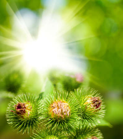 image of beautiful plant closeupの写真素材