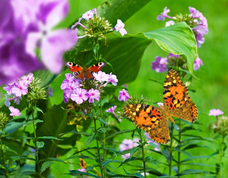 butterfly and flowers in the garden close-upの写真素材