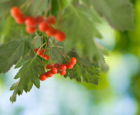 image of rowan in the garden close upの写真素材