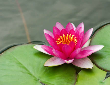 image of a lotus flower on the waterの写真素材