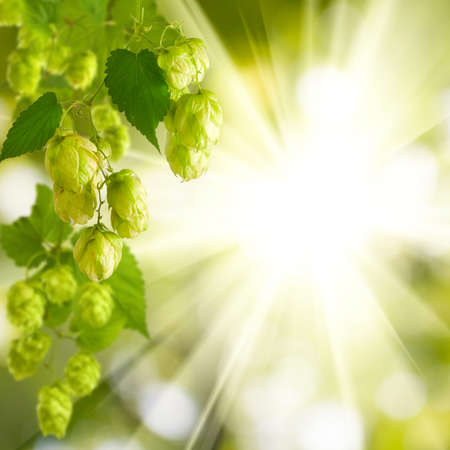 branches hops on a green background closeup
