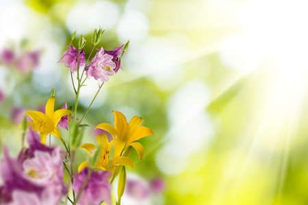 image of beautiful flowers in the garden closeupの写真素材
