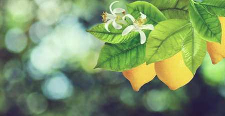 lemon on a branch closeupの写真素材