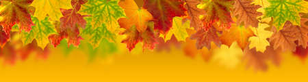 image of dry autumn leaves close upの写真素材