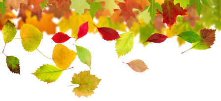 image of dry autumn leaves close upの写真素材