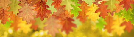 image of dry autumn leaves close upの写真素材