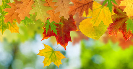 image of dry autumn leaves close upの写真素材
