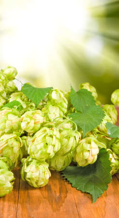 branches hops on the table close-upの写真素材
