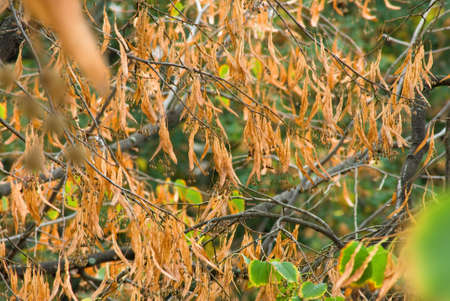 image of autumn trees in the park closeupの写真素材