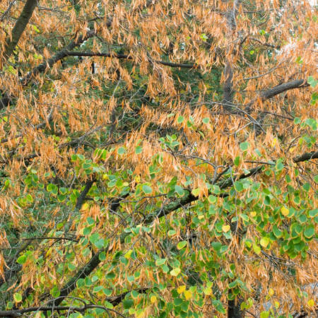image of autumn trees in the park closeupの写真素材