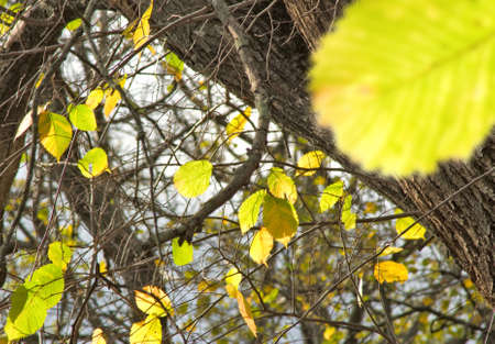 image of autumn trees in the park closeupの写真素材