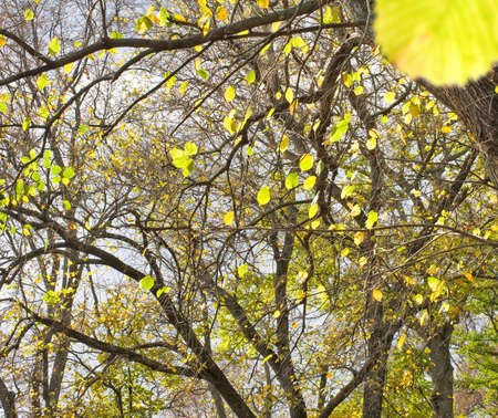 image of autumn trees in the park closeupの写真素材