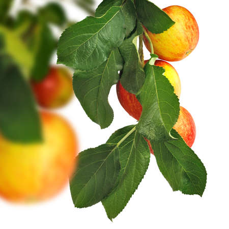 ripe apples on tree close-upの写真素材