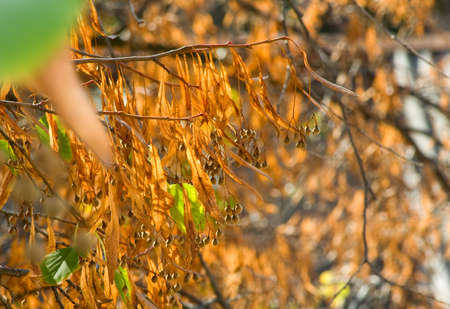 image of autumn trees in the park close-upの写真素材