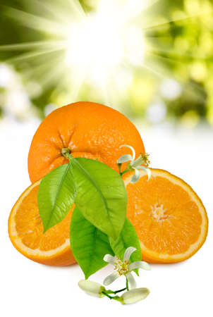 image of orange  closeupの写真素材