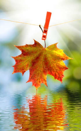 image of autumn leaf over the water close-upの写真素材