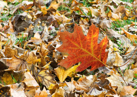 image of autumn leaf in the forest closeupの写真素材