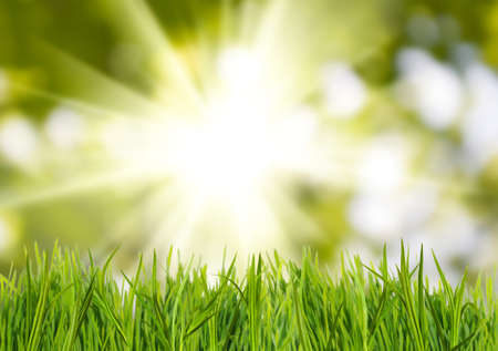 image of grass on sun background close upの写真素材