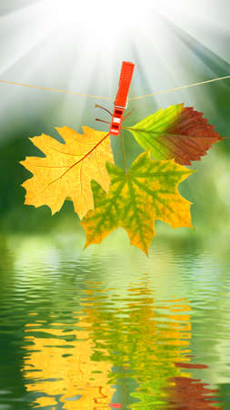 image of autumn leaf over the water close-upの写真素材