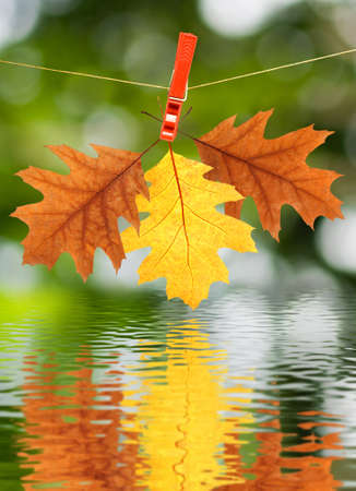 image of autumn leaf over the water close-upの写真素材