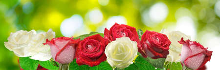 image of flower in the garden closeupの写真素材