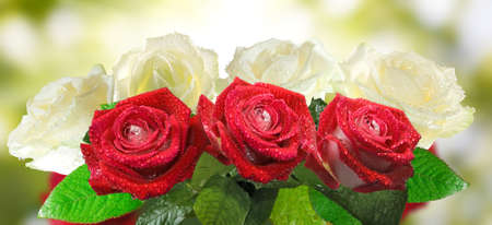image of flower in the garden closeupの写真素材