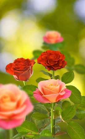 image of flower in the garden closeupの写真素材