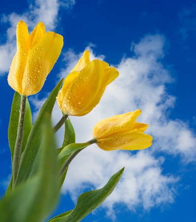 image of flower in the garden closeupの写真素材