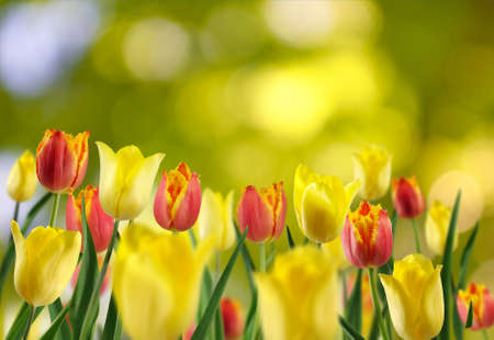 image of flower in the garden closeupの写真素材