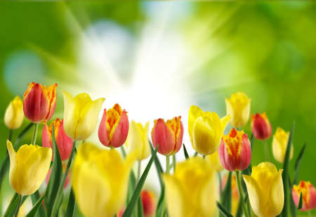image of flower in the garden closeupの写真素材