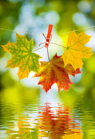 image of autumn leaf over the water close-upの写真素材