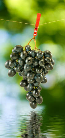 ripe grapes over the water close-upの写真素材
