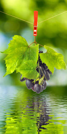 ripe grapes over the water close-upの写真素材